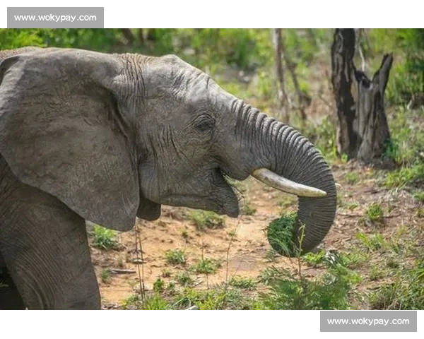 《在欢声笑语中奏响梦想的旋律记一次难忘的歌咏比赛》